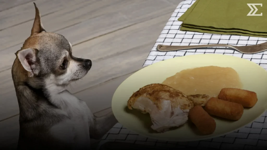 อาหารอะไรที่สัตว์เลี้ยงห้ามกินเด็ดขาด? เรื่องใกล้ตัวที่เจ้าของหลายคนอาจไม่รู้